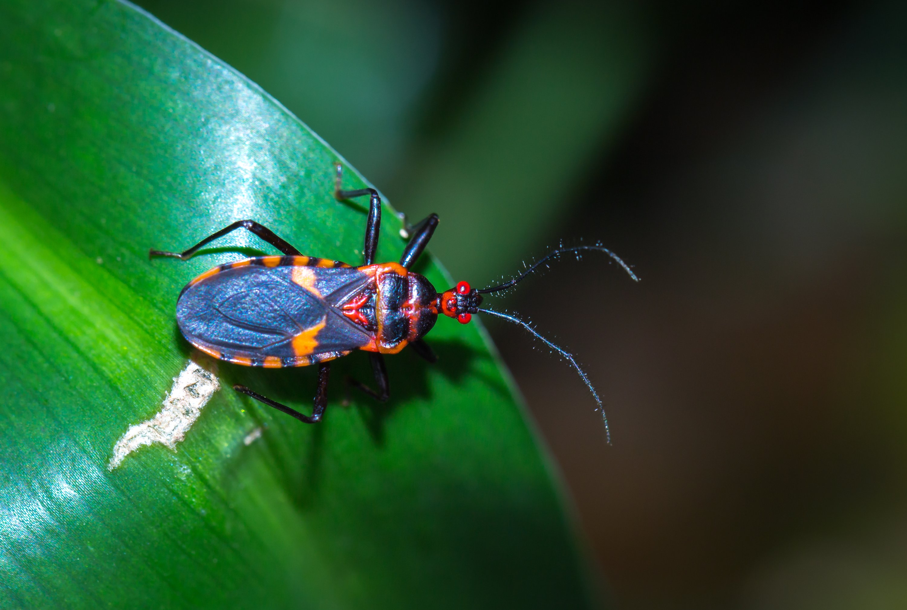Chagas Disease 2089